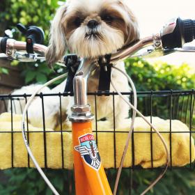 En hund i en cykelkorg.